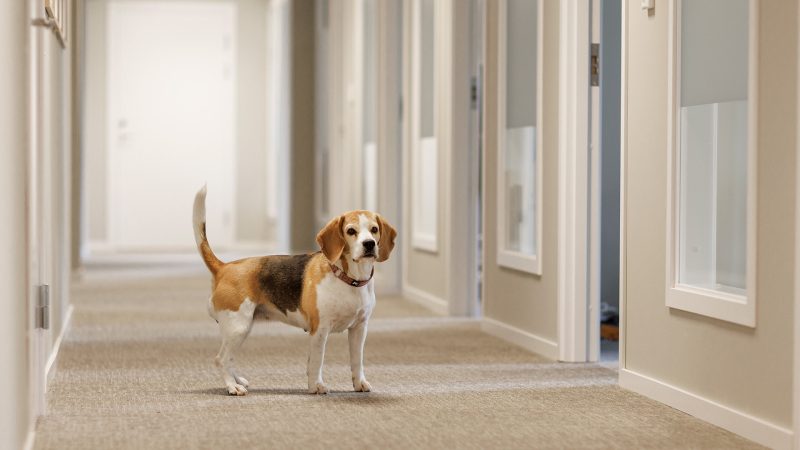 Bilden visar korridoren med fina ljusinsläpp.