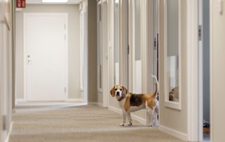 Billerud_dog_MG_9166